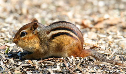 Come allevare scoiattoli giapponesi