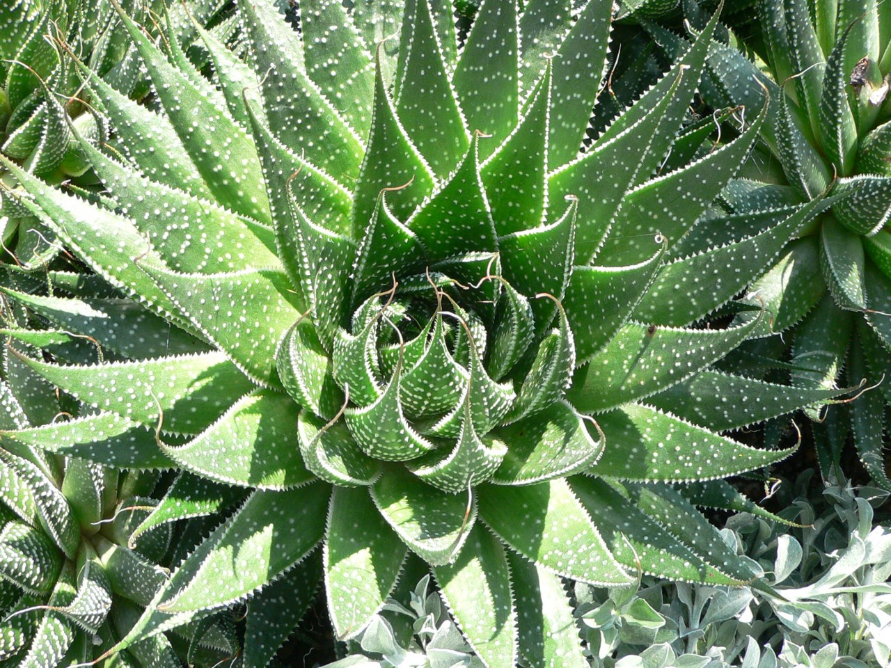 Pianta Aloe Temperatura